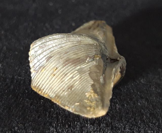 Cyrtospirifer verneuili (MURCHISON 1840) - Bild © FossNet FossilienStore